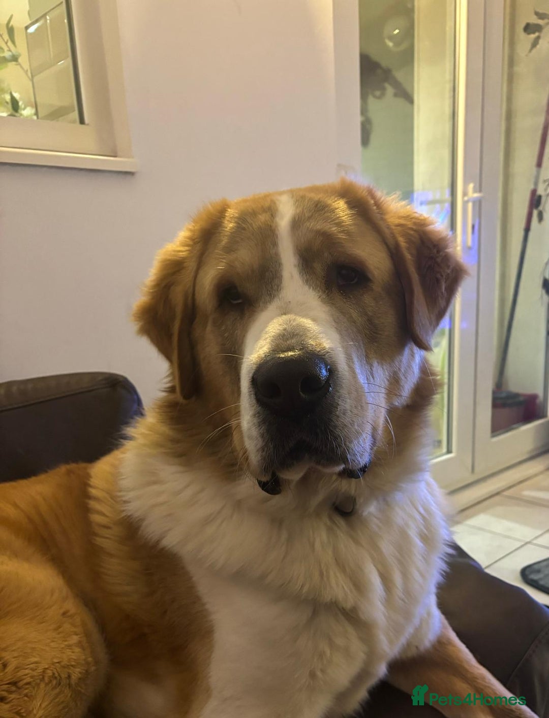 Central Asian Shepherd dogs for sale: Central Asian Shepard x Rottweiler  - Image 16