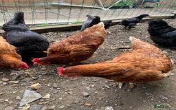 Chickens poultry for sale: 5x chickens  - Image 3