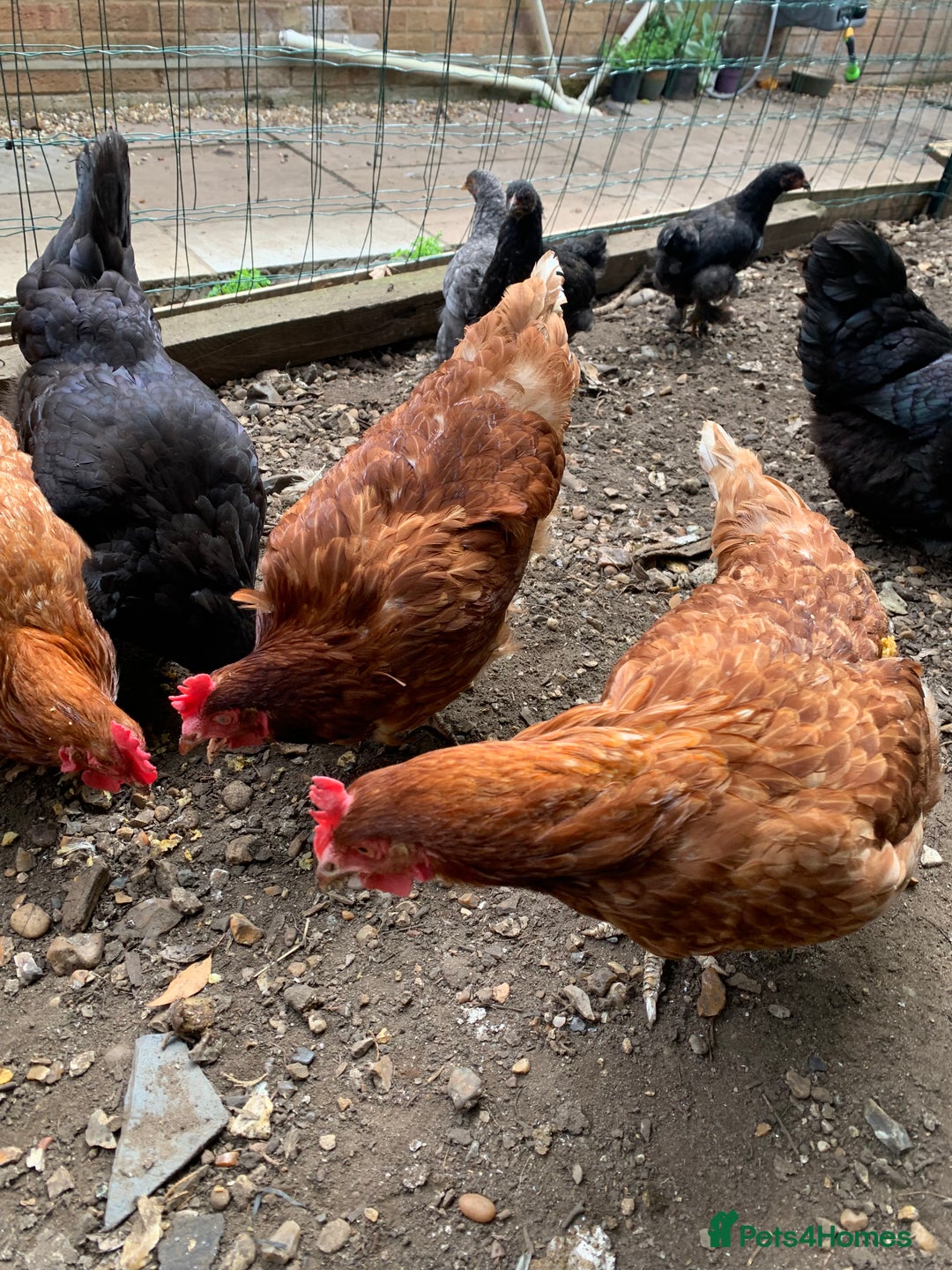 Chickens poultry for sale: 5x chickens  - Image 3