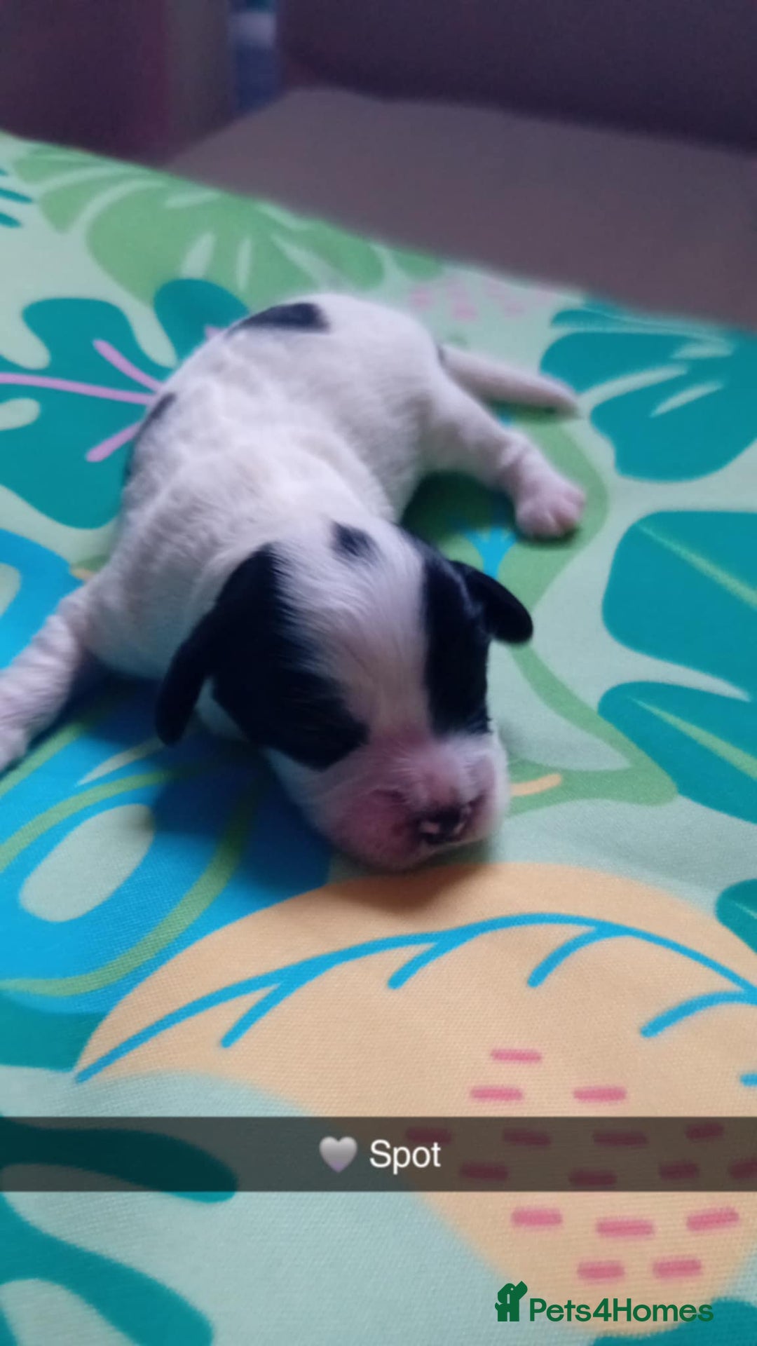Mixed Breed dogs for sale: F1 Cockapoo x F1 Cavapoo Puppies (double doodles) - Image 5