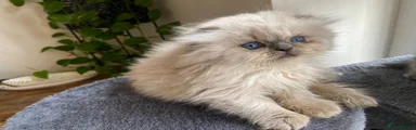 Scottish Fold 2