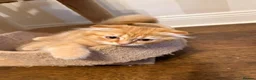 Scottish Fold cats for sale: Beautiful Scottish Fold & British Shorthair Kitten - Advert 8