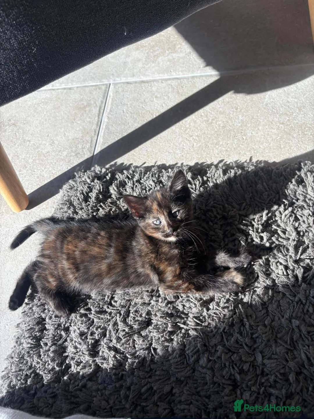 Domestic Shorthair cats for sale: Litter of kittens - Advert 5