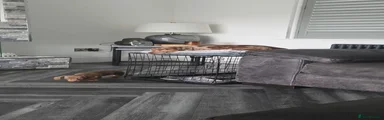 Miniature Dachshund 1