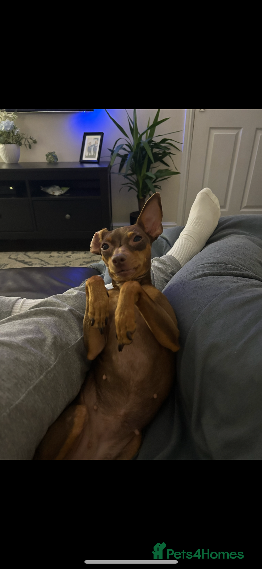 Miniature Pinscher dogs for sale: Poppy - 4 year old Miniature pinscher - Advert 3