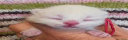 British Shorthair cats for sale: GCCF reg british shorthair kittens - Advert 2