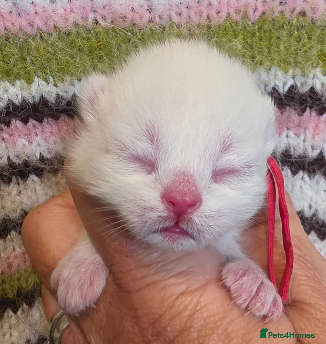 British Shorthair cats for sale: GCCF reg british shorthair kittens - Advert 2