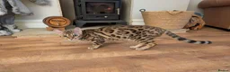 Bengal cats for sale: Trixie  in Rochdale - Advert 5