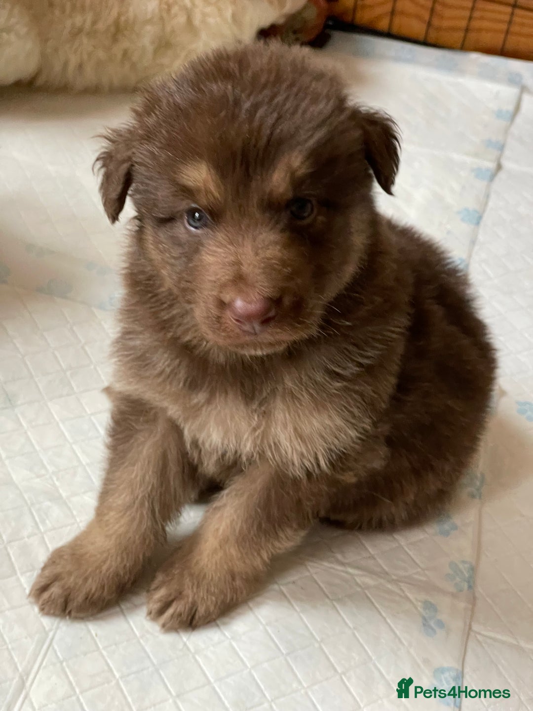 German Shepherd dogs for sale: German Shepherd rare colour pups available  - Image 6