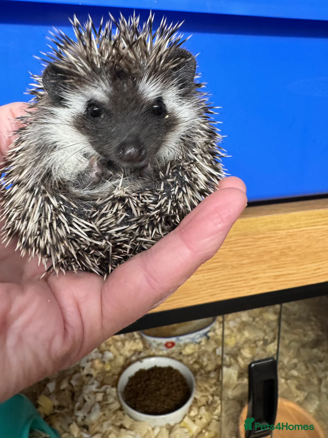 Pygmy Hedgehog rodents for sale: Hoglets full/dual masked/ split faced/reverse - Advert 8