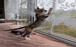 Devon Rex cats for sale: 🐾 Beautiful Devon Rex Kittens💕 - Image 15