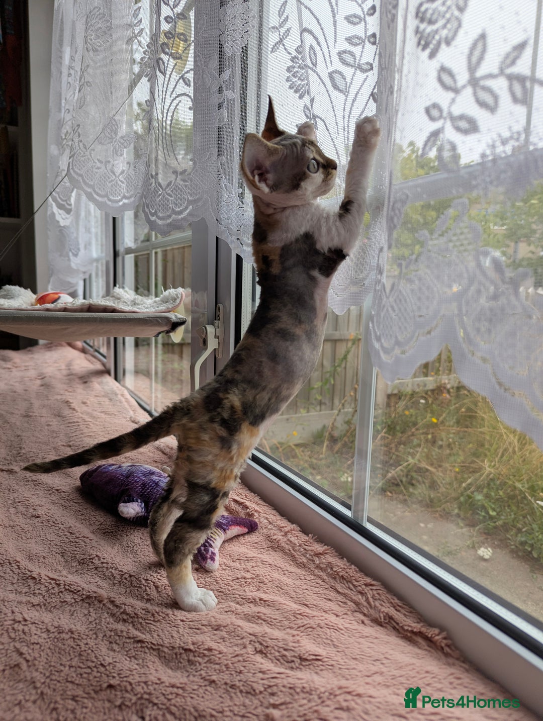 Devon Rex cats for sale: 🐾 Beautiful Devon Rex Kittens💕 - Image 15