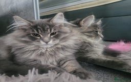 Maine Coon cats for sale: Stunning litter of maine coon kittens  - Advert 36