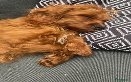 Cavapoo dogs for sale: Cavapoo 6 mths old  - Image 1