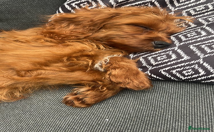 Cavapoo dogs - Advert 1