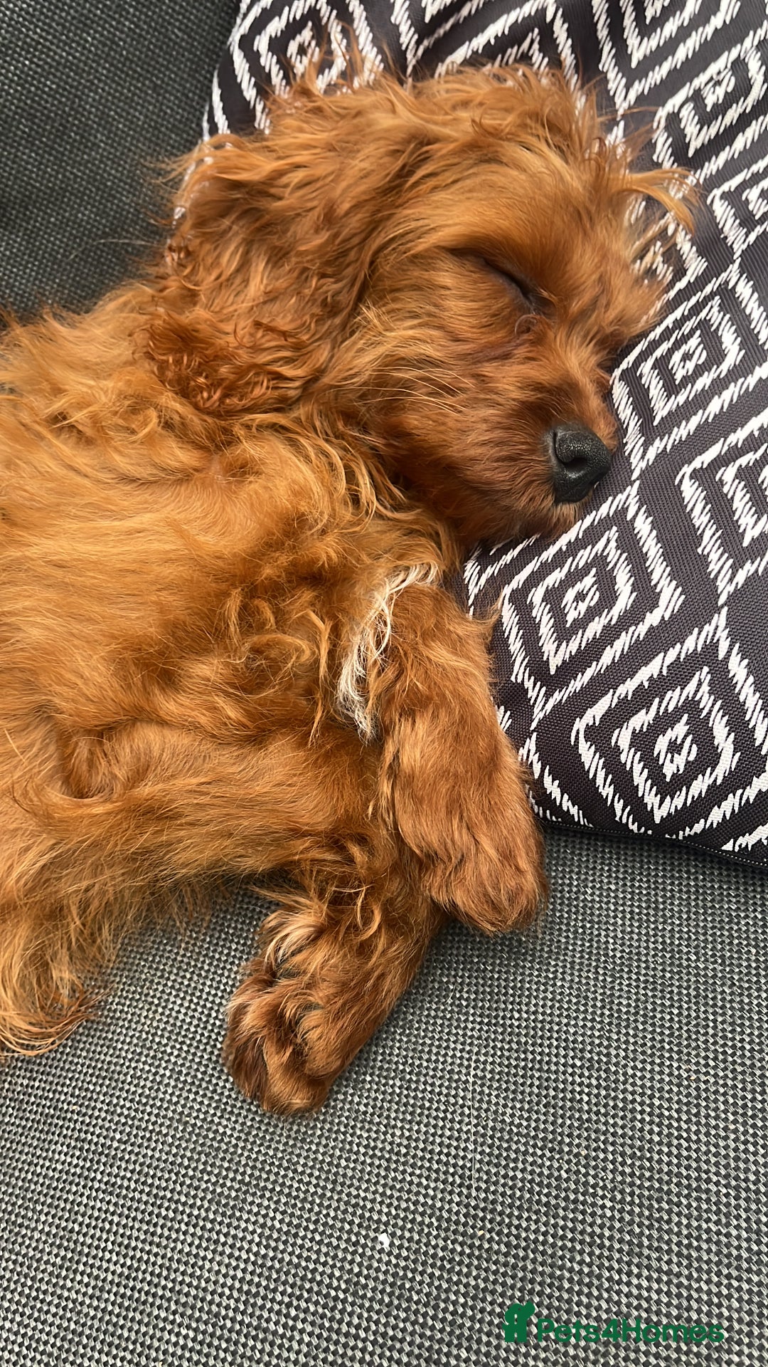 Cavapoo dogs for sale: Cavapoo 6 mths old  - Image 1