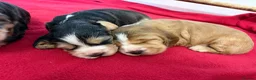 Cocker Spaniel dogs for sale: Stunning litter of show cocker puppies  in Kidwelly - Advert 31