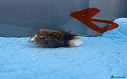 Guinea Pig rodents for sale: Baby guinea pigs  - Image 8