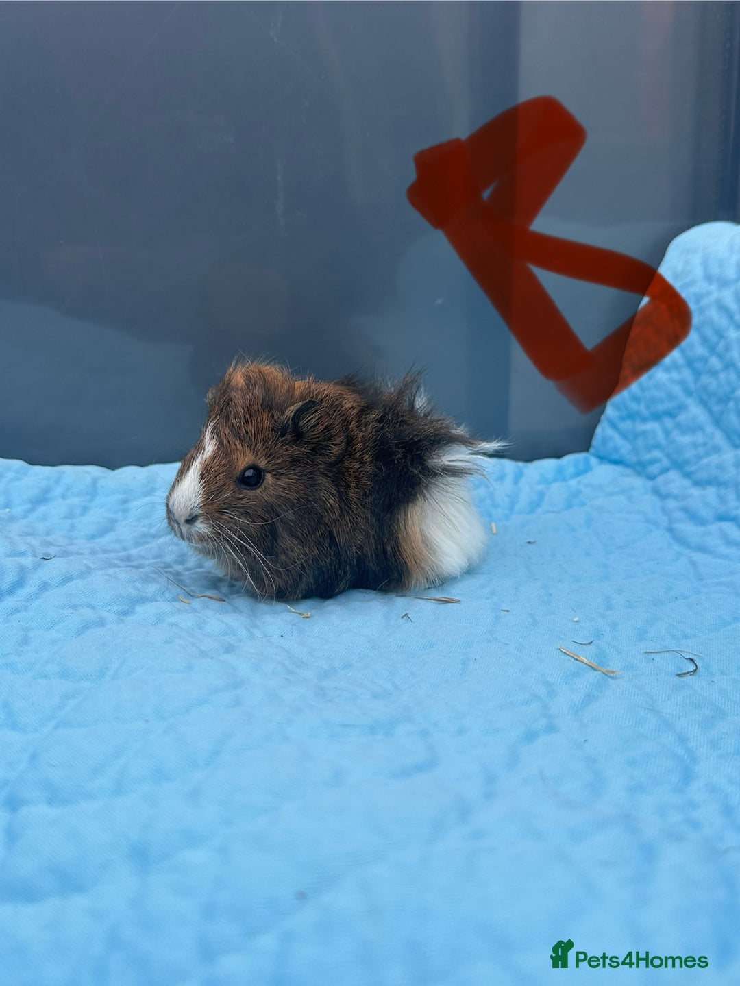 Guinea Pig rodents for sale: Baby guinea pigs  - Image 8