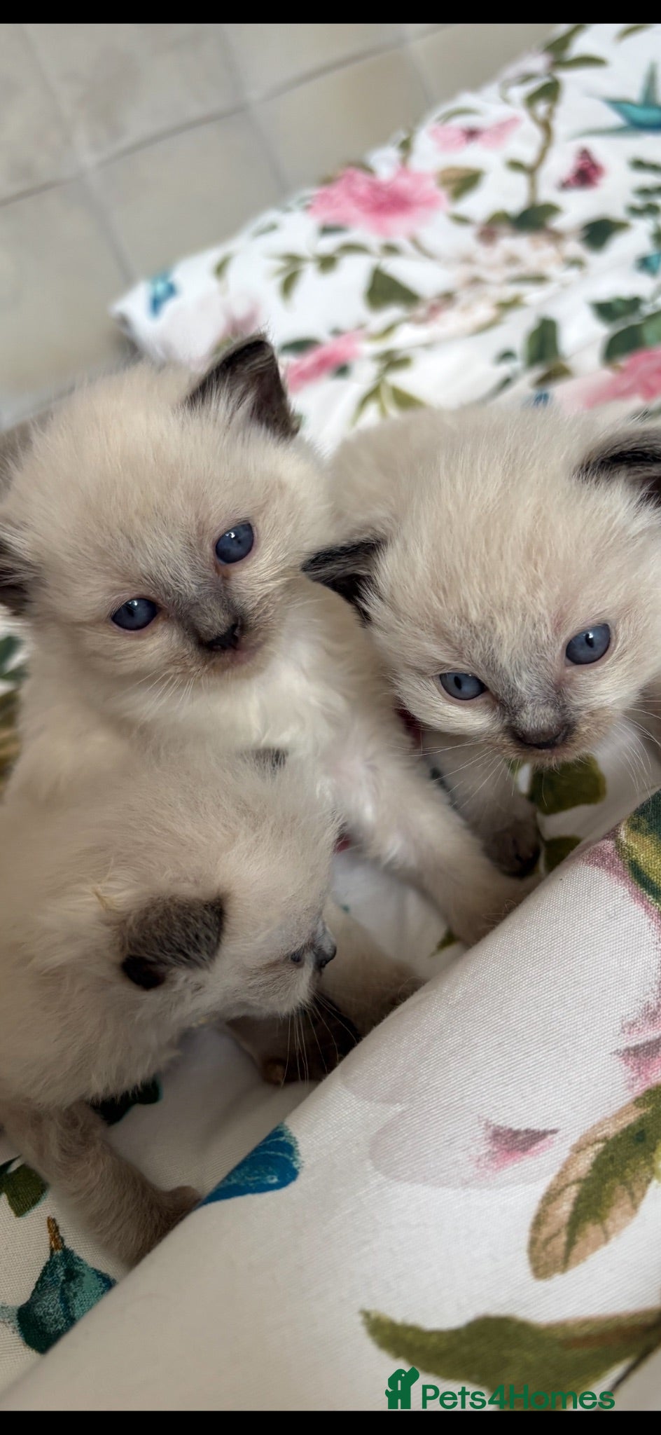 Ragdoll cats ♥️💙 ADORABLE GCCF KITTENS ❤️💙 - Advert 13