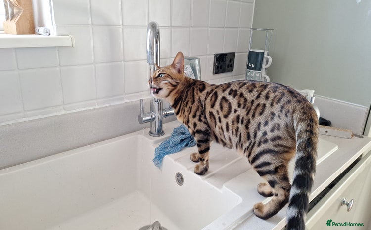 Bengal cats - Advert 15