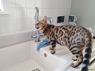Bengal cats - Advert 17