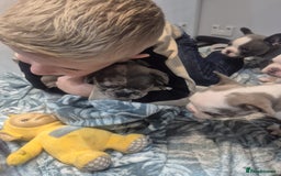 French Bulldog dogs for sale: Husky Panda Koi Frenchie = last 3 ready next week - Image 16