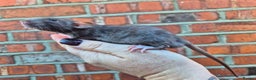 Rat rodents for sale: Male and female rats  - Advert 9