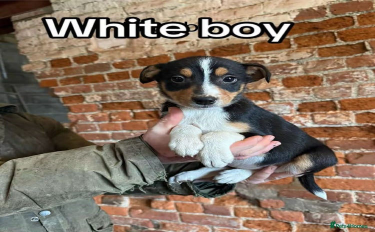 Mixed Breed dogs Collie pups for sale, ready now  - Advert 4