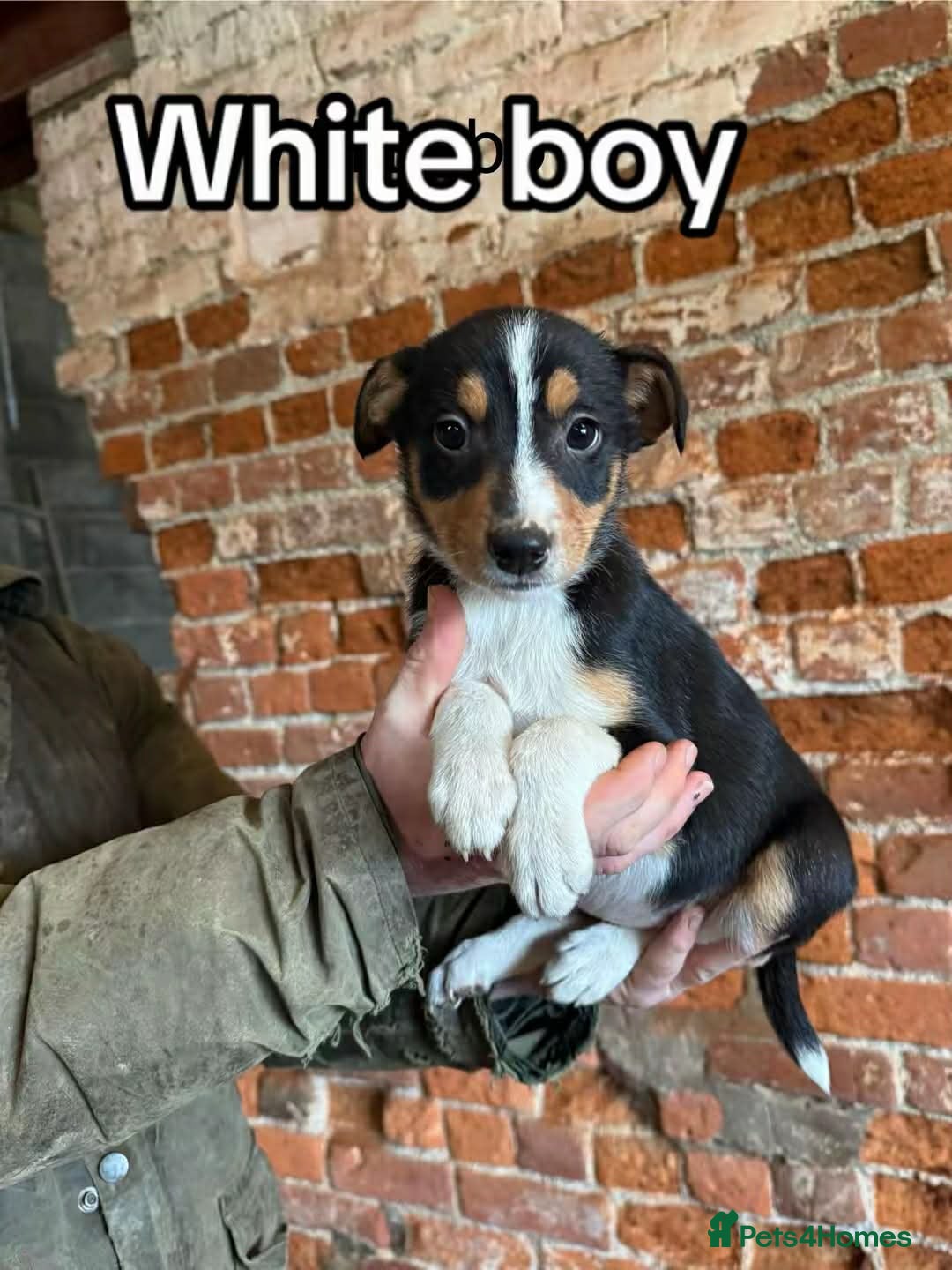 Mixed Breed dogs for sale: Collie pups for sale, ready now  - Advert 1