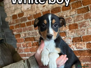 Mixed Breed dogs Collie pups for sale, ready now - Advert 6