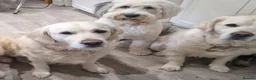 Golden Retriever dogs for sale: Stunning Cream KC registered Golden Retrievers  - Advert 10