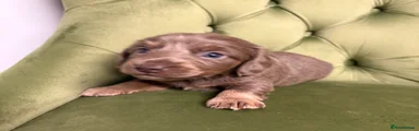Miniature Dachshund Puppy 2