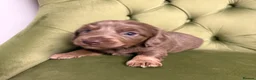 Miniature Dachshund dogs for sale: 4x miniature Dachsund  - Advert 27