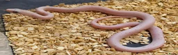 Corn Snake reptiles for sale: Palmetto and caramel palmetto corn snakes  - Advert 1