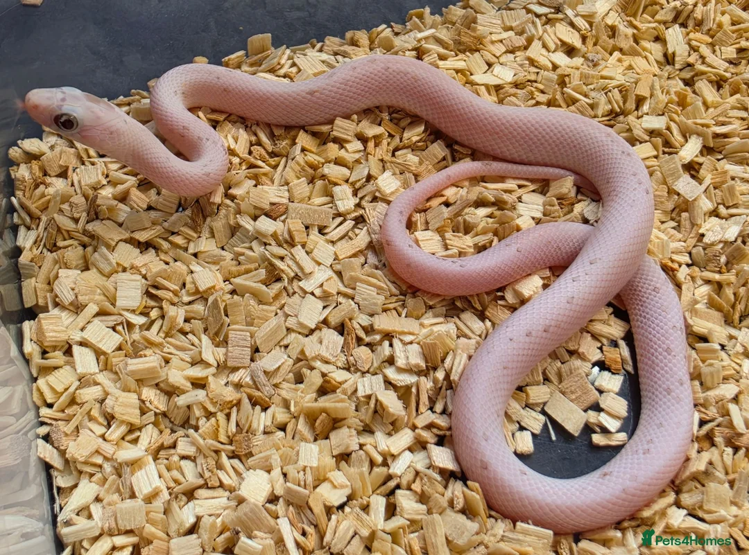 Corn Snake reptiles for sale: Palmetto and caramel palmetto corn snakes  - Advert 1