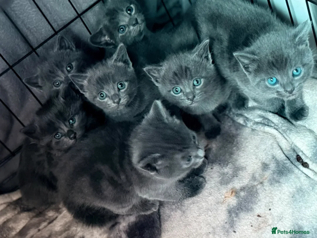 Mixed Breed cats for sale: Stunning litter of grey kittens in Langport - Advert 5