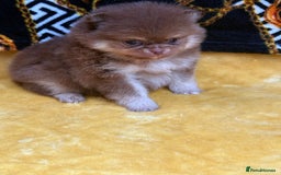 Pomeranian dogs for sale: Teddy bear poms x - Image 1