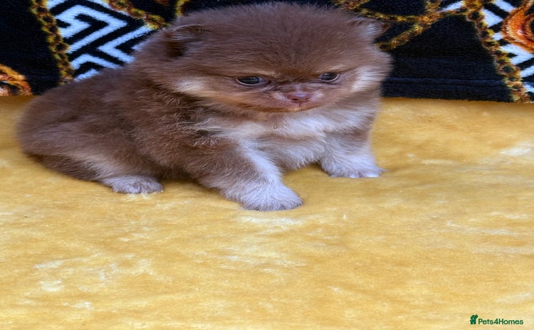 Pomeranian dogs - Advert 1