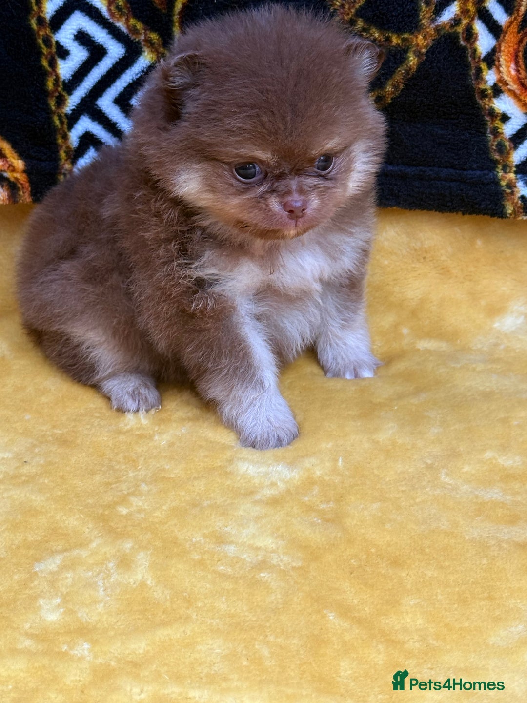 Pomeranian dogs for sale: Teddy bear poms x - Image 1