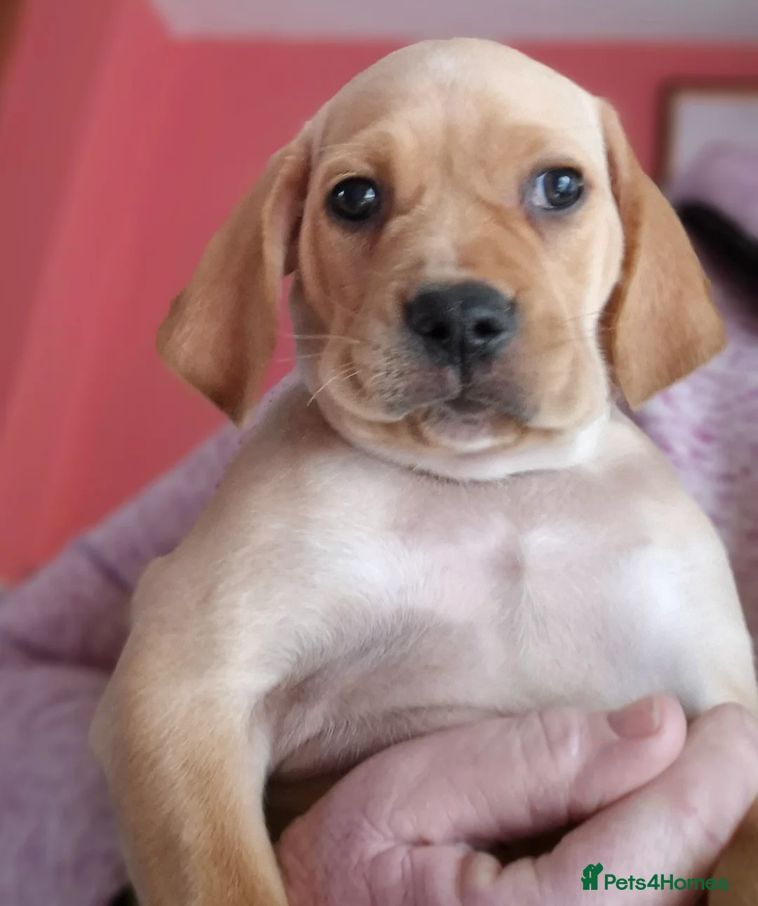 Pointer dogs for sale: 2 Male Portuguese Pointer pups for sale - Advert 2