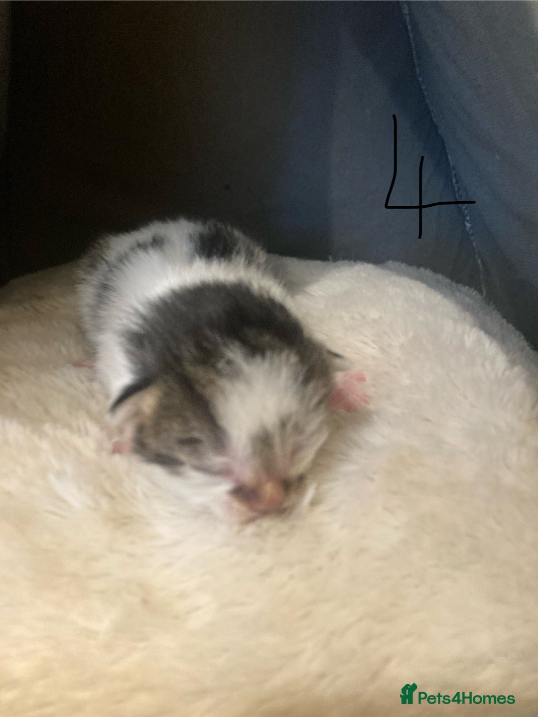 Mixed Breed cats for sale: 6 kittens looking for their forever homes  - Image 4