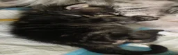 Maine Coon cats for sale: TICA registered large Maine Coon kittens in Newport - Advert 6