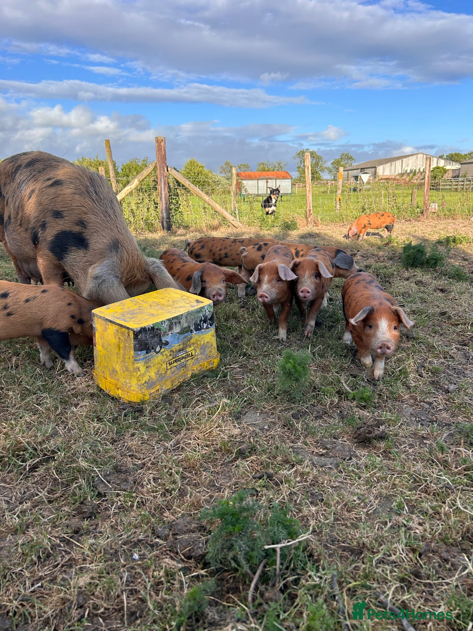 Pig livestock for sale: Pure bred Oxford Sandy Black Weaners pigs piglets - Advert 3