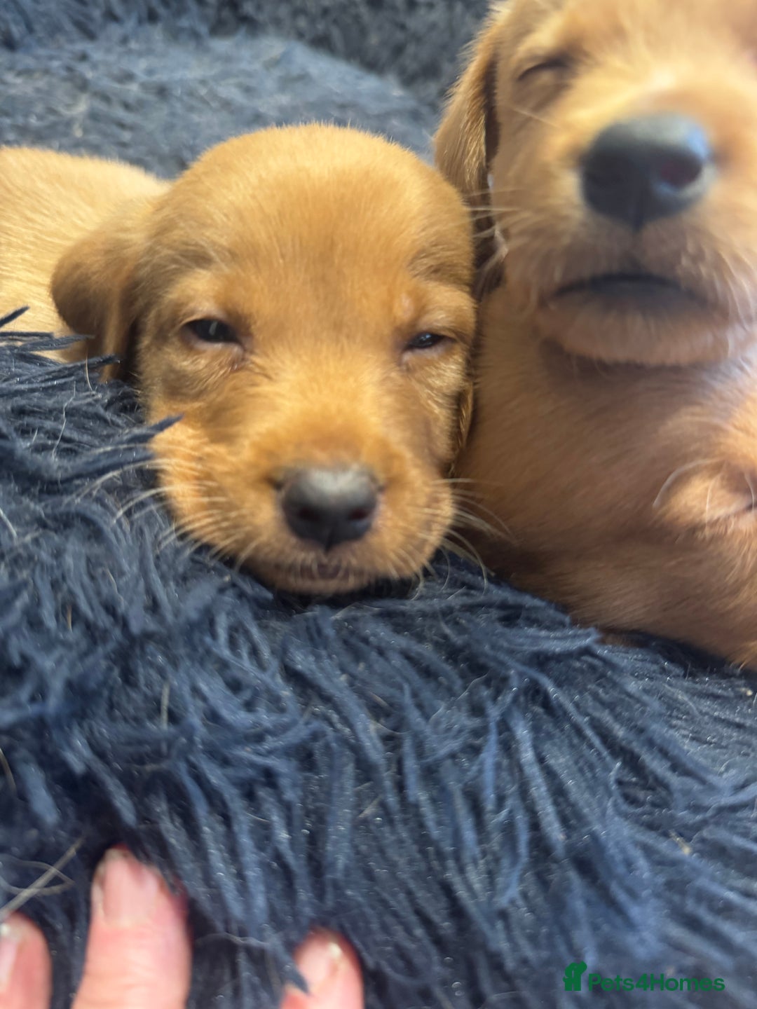 Labrador Retriever dogs for sale: 🐶 KC Registered Fox Red Labrador Puppies 🐶 - Advert 7