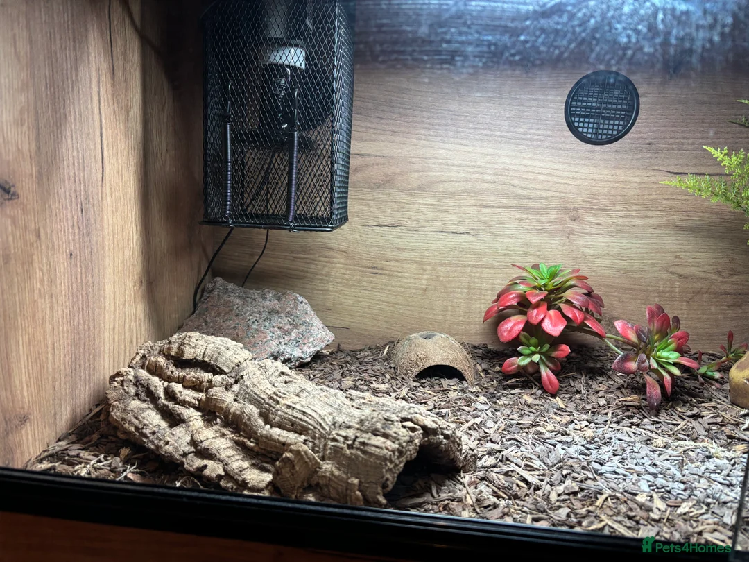 Gecko reptiles for sale: African fat tail gecko  in Chatteris - Advert 9