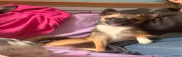 Pomchi dogs for stud: DISCOUNTED TILL PROVEN! in Clacton-on-Sea - Advert 4