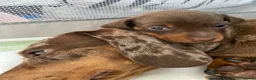 Dachshund dogs for sale: Miniature dachshund puppies Smooth haired  - Advert 8