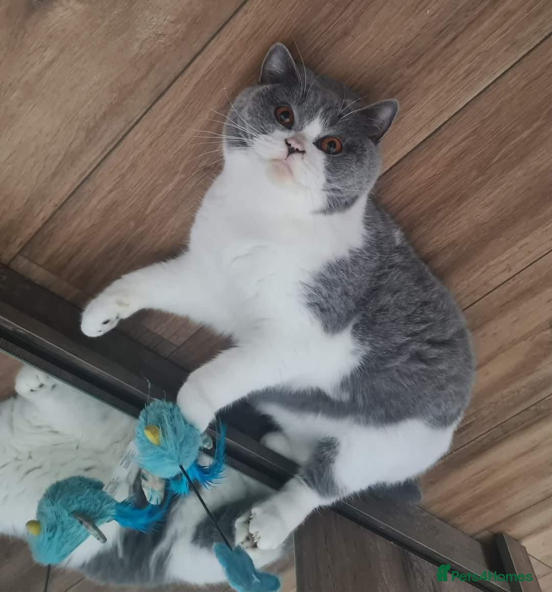 British Shorthair cats Tica Reg Adult British Shorthair Girl  - Advert 1