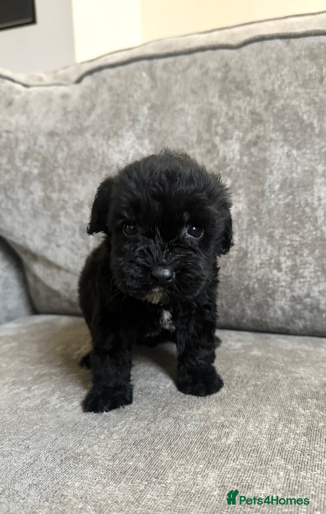 Cockapoo dogs for sale: Cockapoos looking for forever homes - Advert 29